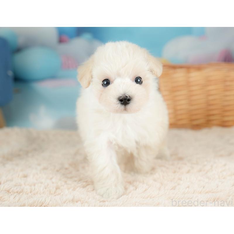 販売中の栃木県のマルプー:マルチーズ×トイプードル-436568の6枚目