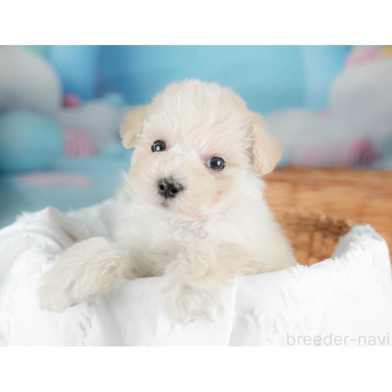 販売中の栃木県のマルプー:マルチーズ×トイプードル-436568の5枚目