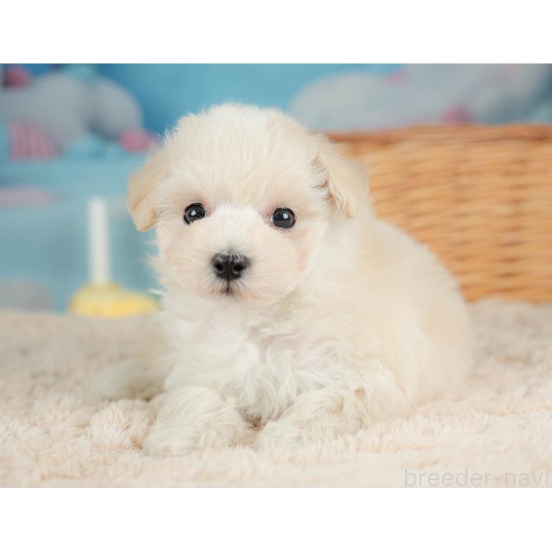 販売中の栃木県のマルプー:マルチーズ×トイプードル-436568の4枚目