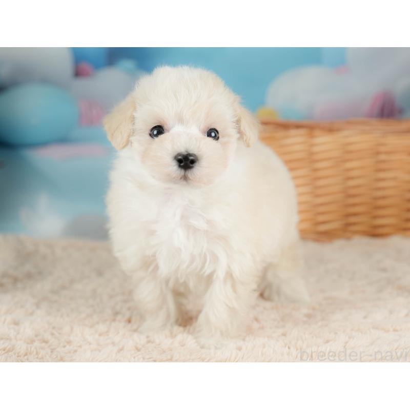 販売中の栃木県のマルプー:マルチーズ×トイプードル-436568の3枚目