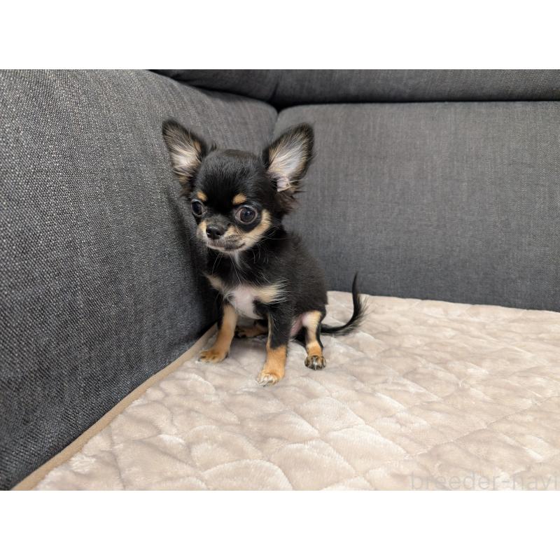 販売中の愛知県のチワワ(ロングコート)-419170の8枚目