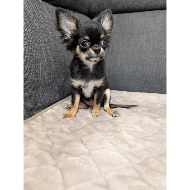 販売中の愛知県のチワワ(ロングコート)-419170の7枚目