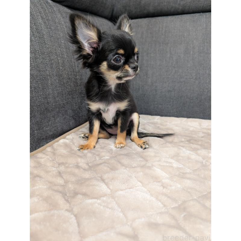 販売中の愛知県のチワワ(ロングコート)-419170の6枚目