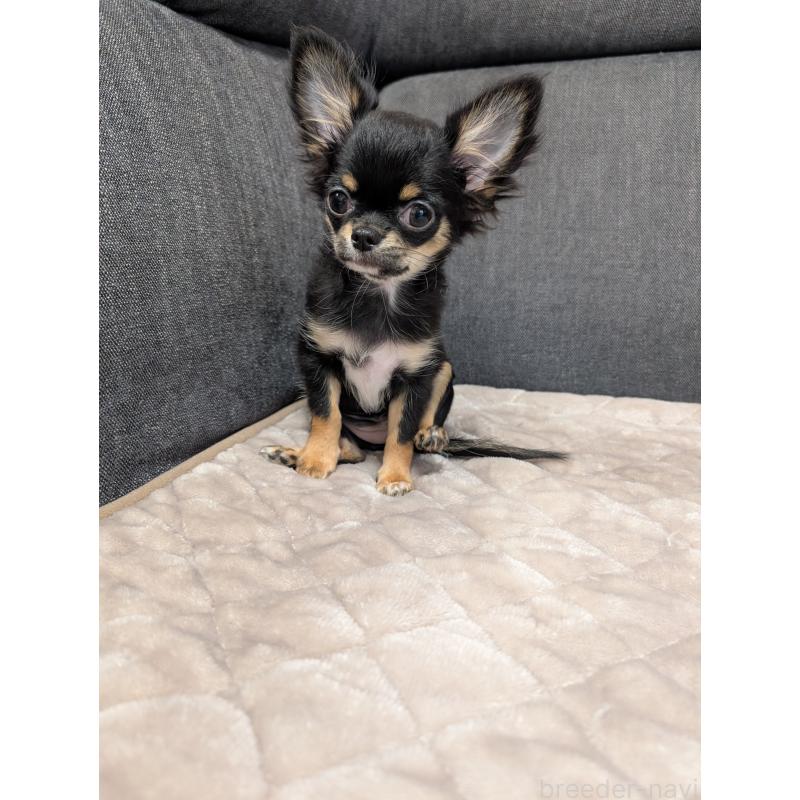 販売中の愛知県のチワワ(ロングコート)-419170の5枚目