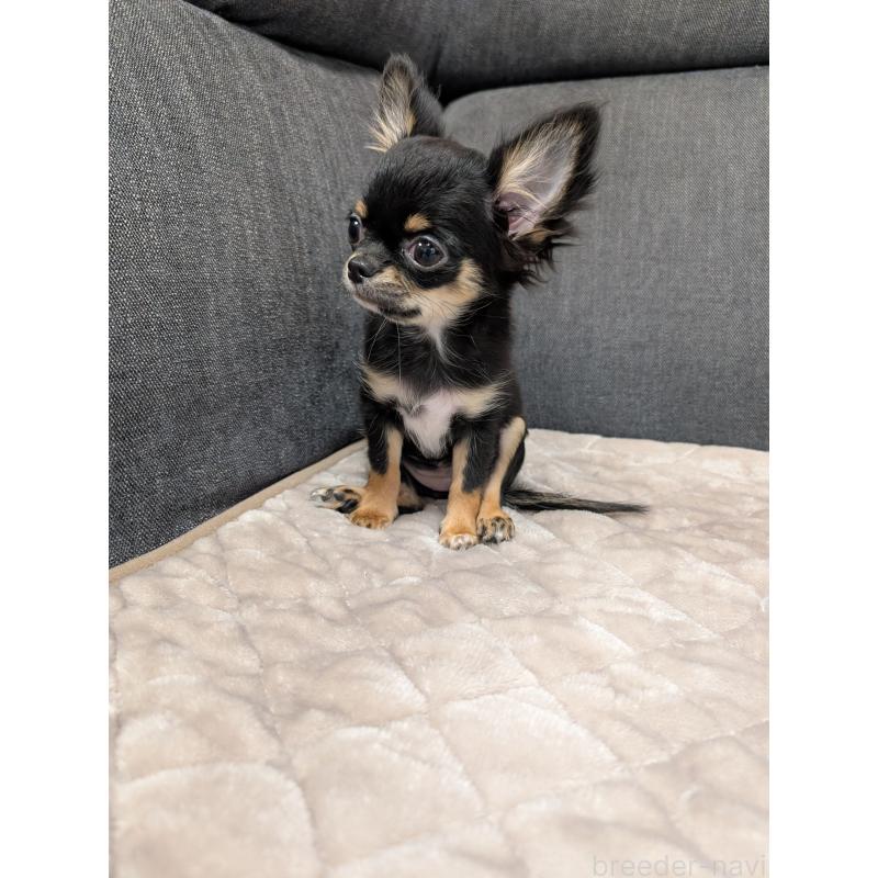 販売中の愛知県のチワワ(ロングコート)-419170の4枚目