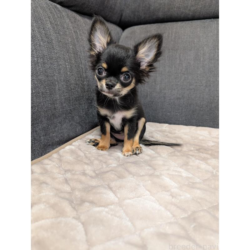 販売中の愛知県のチワワ(ロングコート)-419170の3枚目