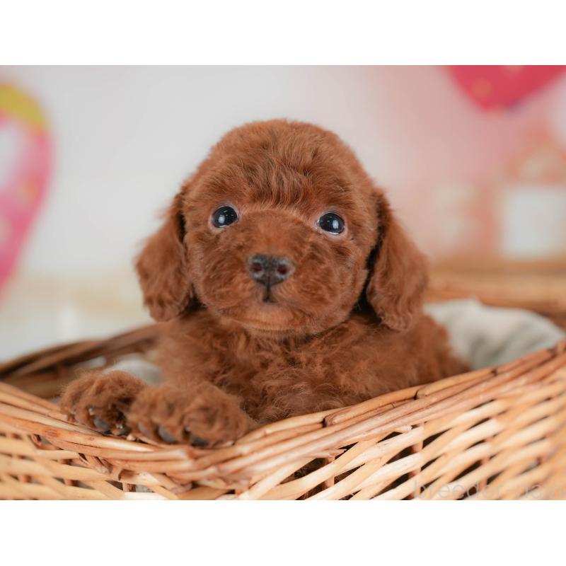 販売中の栃木県のトイプードル-436566