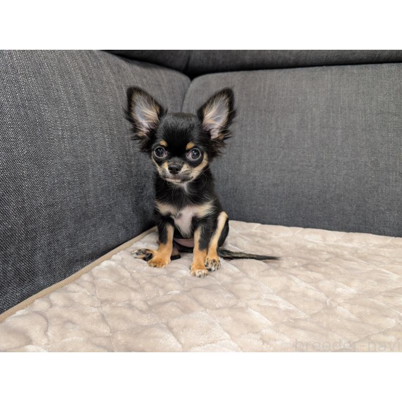 販売中の愛知県のチワワ(ロングコート)-419170の2枚目