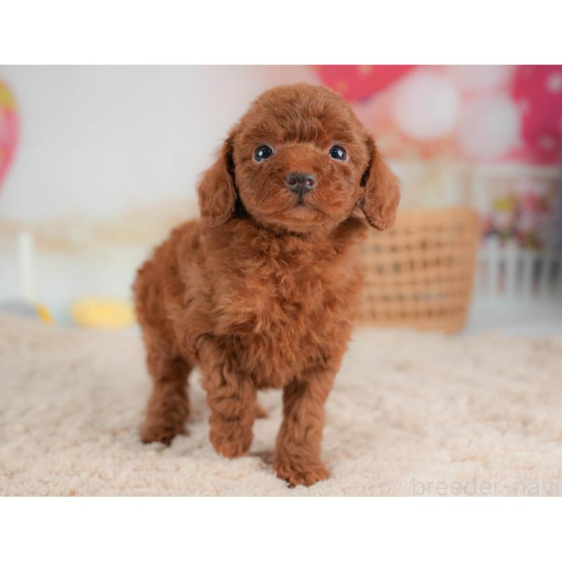 販売中の栃木県のトイプードル-436566の11枚目