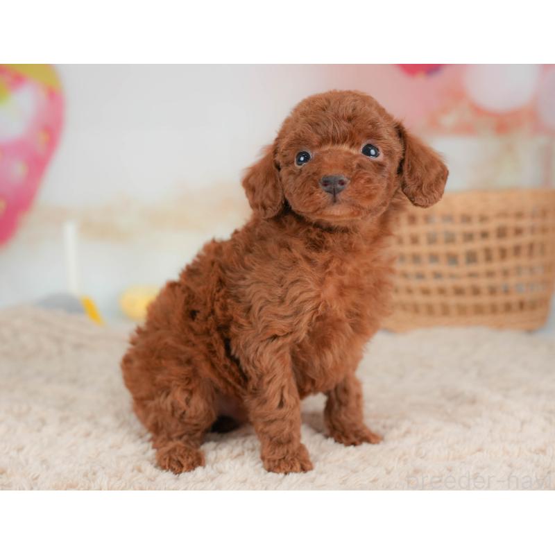 販売中の栃木県のトイプードル-436566の10枚目