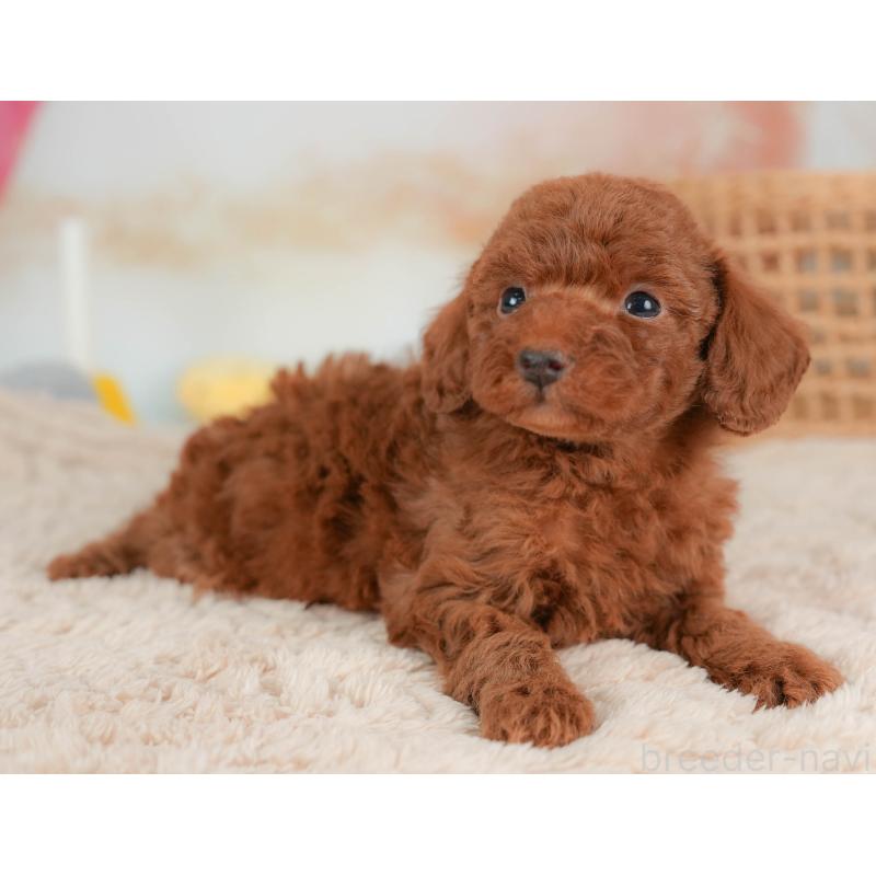 販売中の栃木県のトイプードル-436566の9枚目