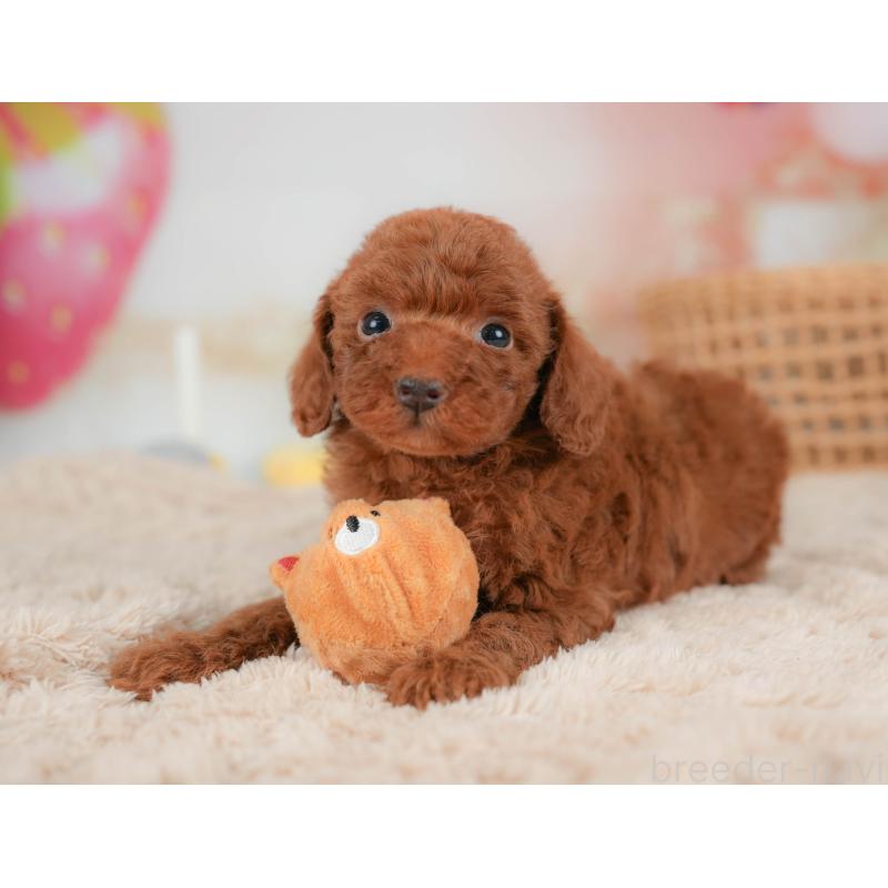 販売中の栃木県のトイプードル-436566の8枚目