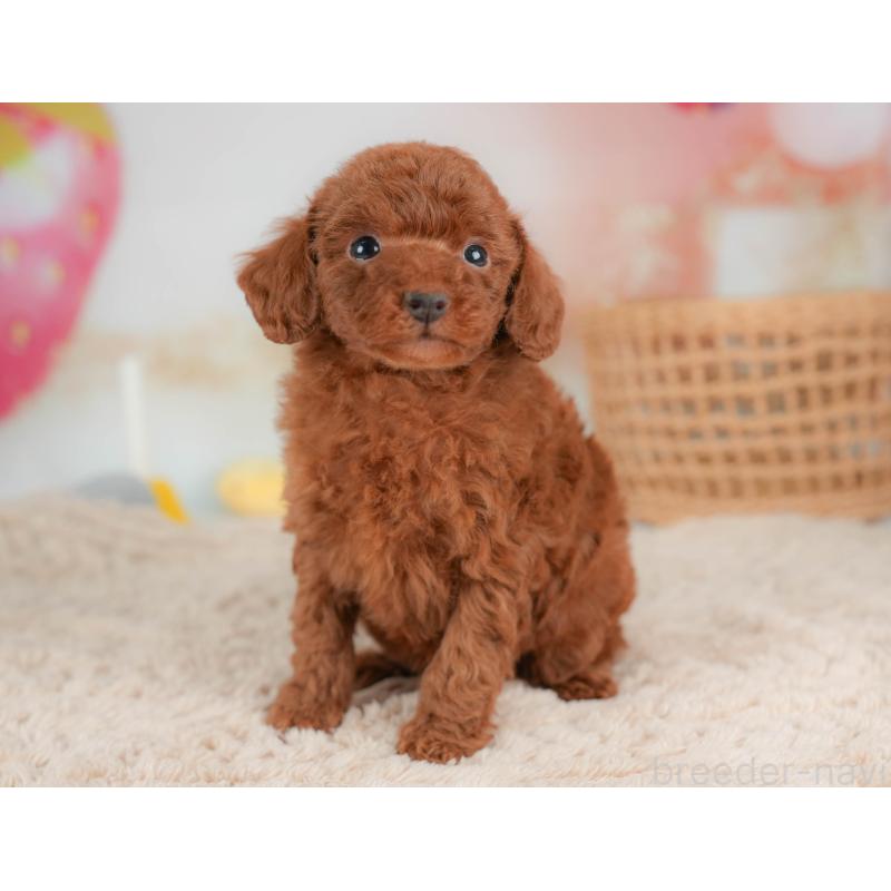 販売中の栃木県のトイプードル-436566の7枚目