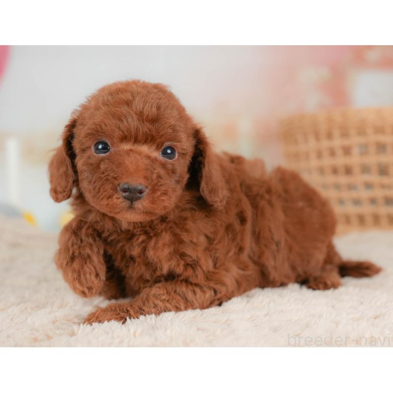 販売中の栃木県のトイプードル-436566の6枚目