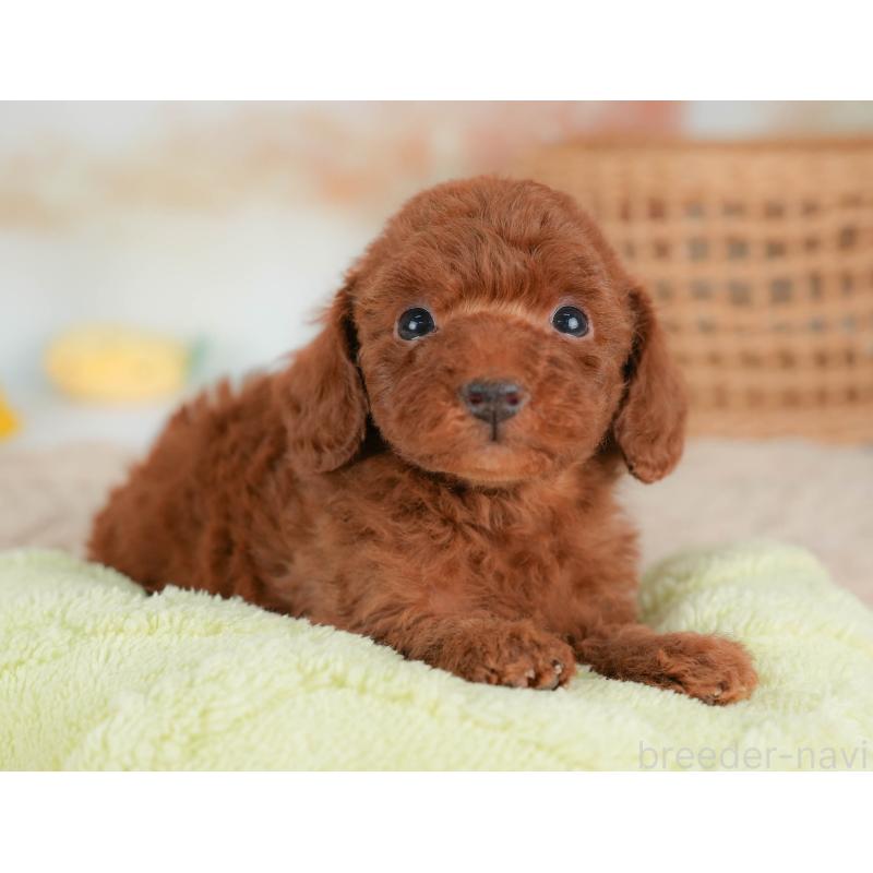 販売中の栃木県のトイプードル-436566の4枚目