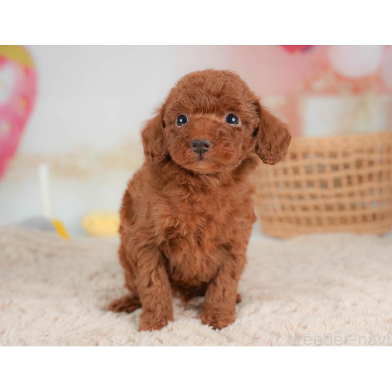 販売中の栃木県のトイプードル-436566の3枚目