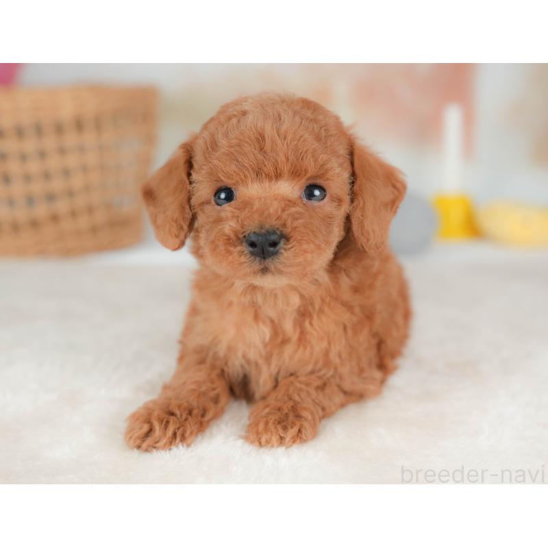 販売中の栃木県のトイプードル-436563