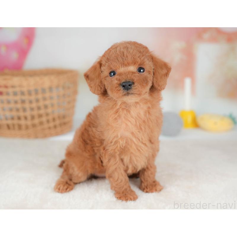 販売中の栃木県のトイプードル-436563の11枚目