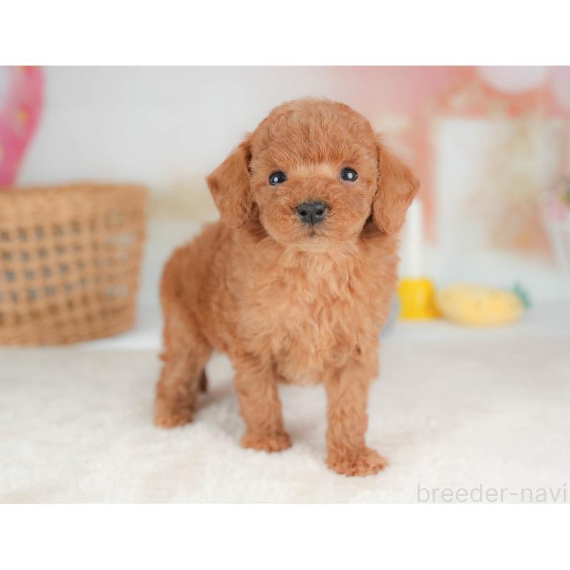 販売中の栃木県のトイプードル-436563の10枚目