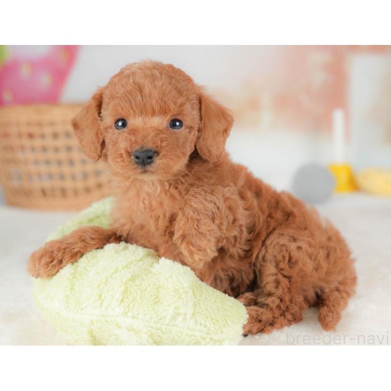 販売中の栃木県のトイプードル-436563の8枚目