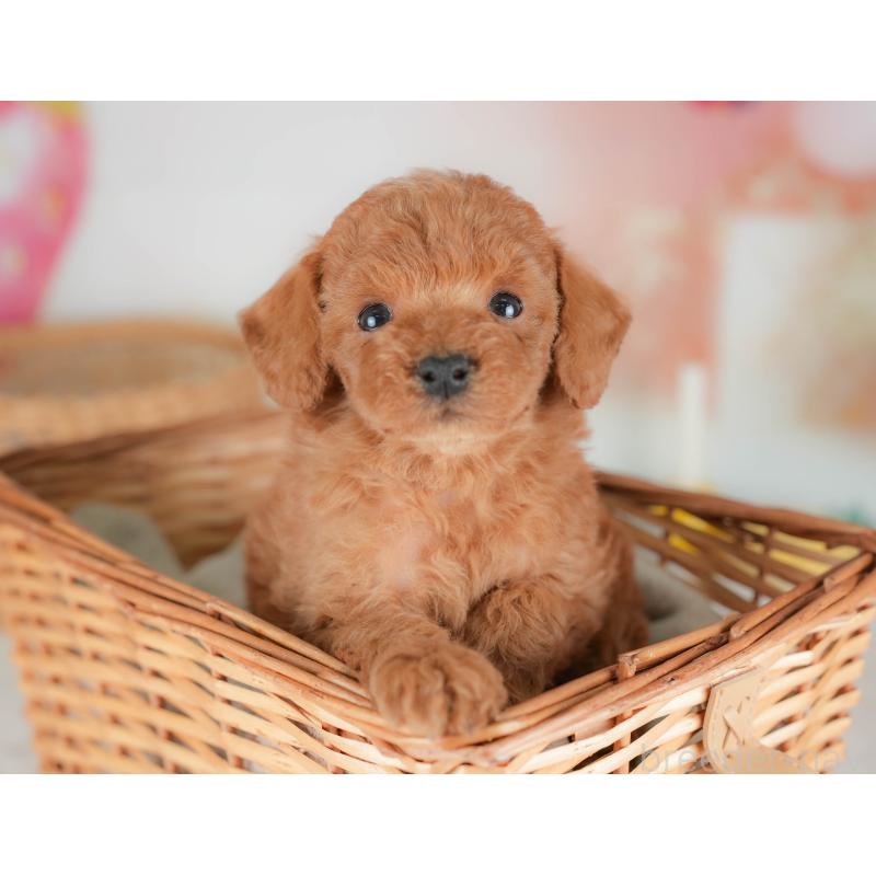 販売中の栃木県のトイプードル-436563の6枚目