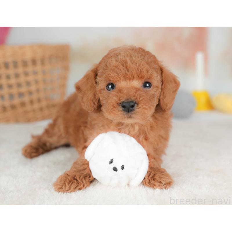 販売中の栃木県のトイプードル-436563の4枚目