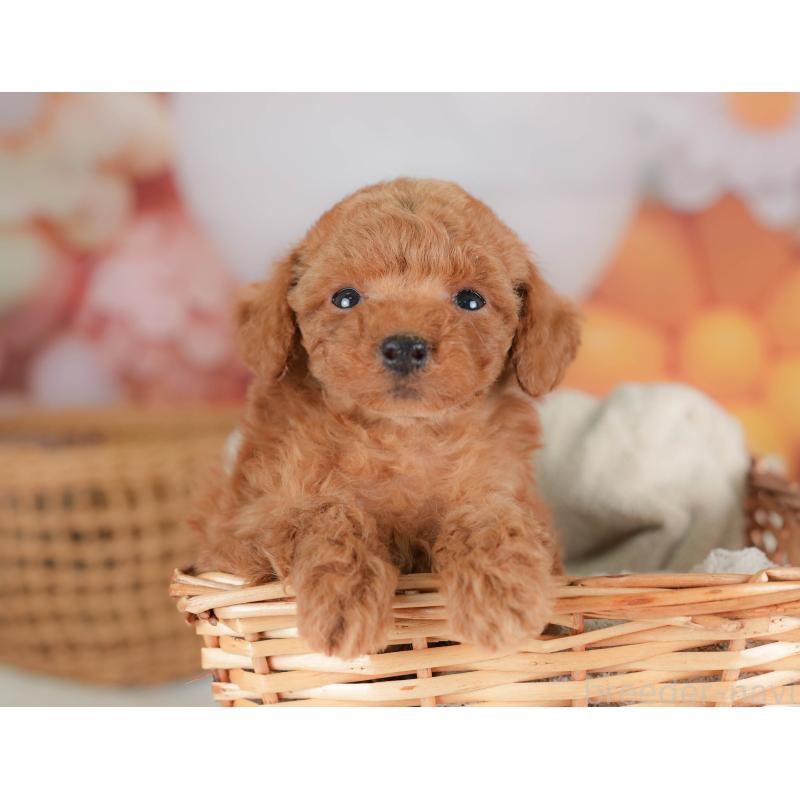 販売中の栃木県のトイプードル-436561の1枚目