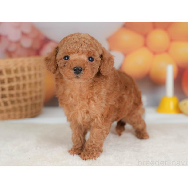 販売中の栃木県のトイプードル-436561の11枚目