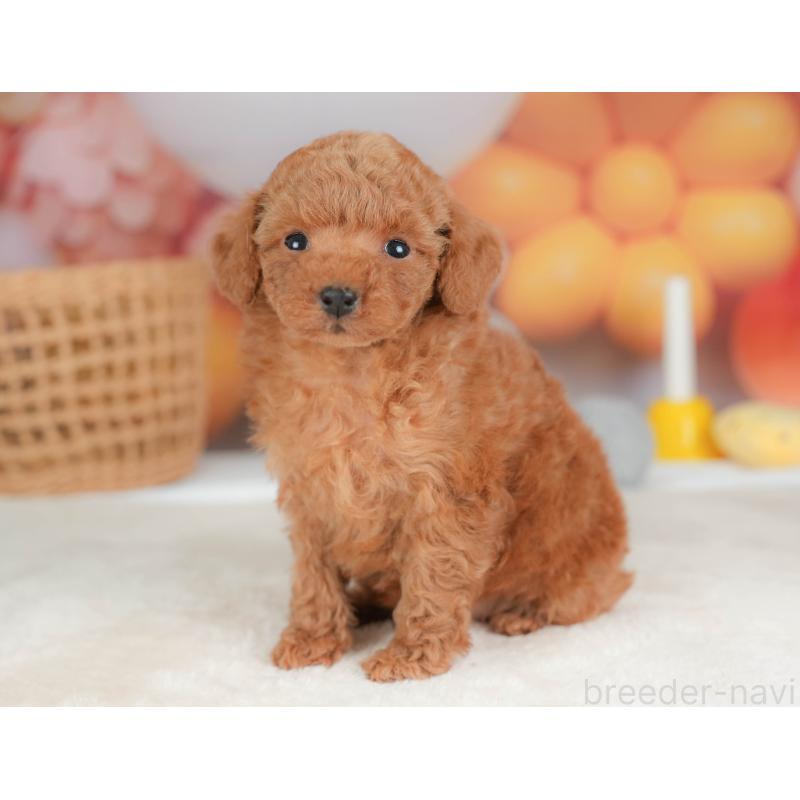 販売中の栃木県のトイプードル-436561の10枚目