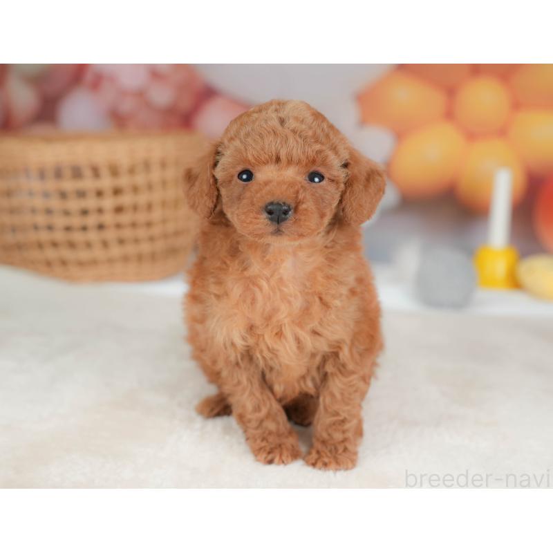 販売中の栃木県のトイプードル-436561の7枚目