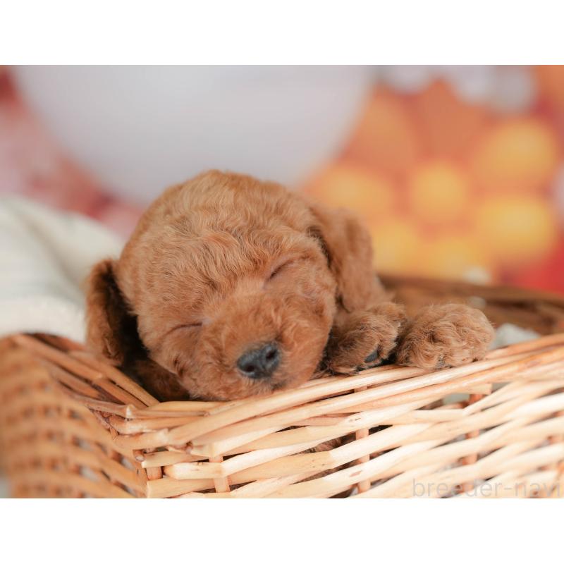 販売中の栃木県のトイプードル-436561の5枚目