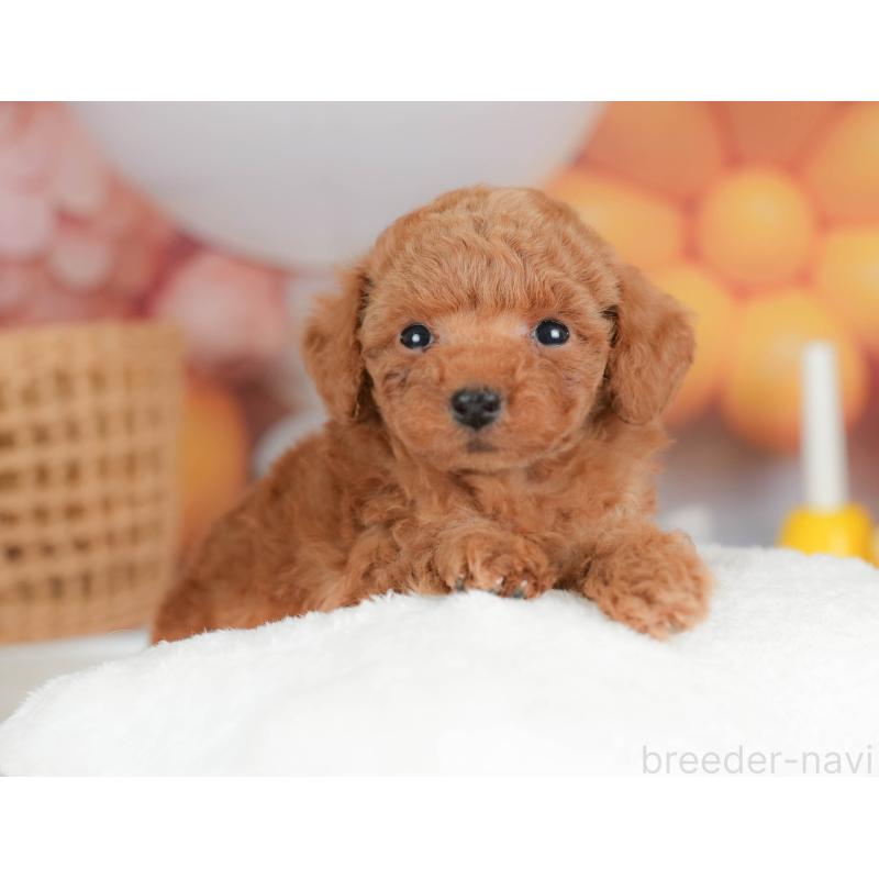 販売中の栃木県のトイプードル-436561の4枚目