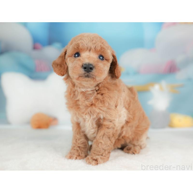 販売中の栃木県のトイプードル-436557の10枚目