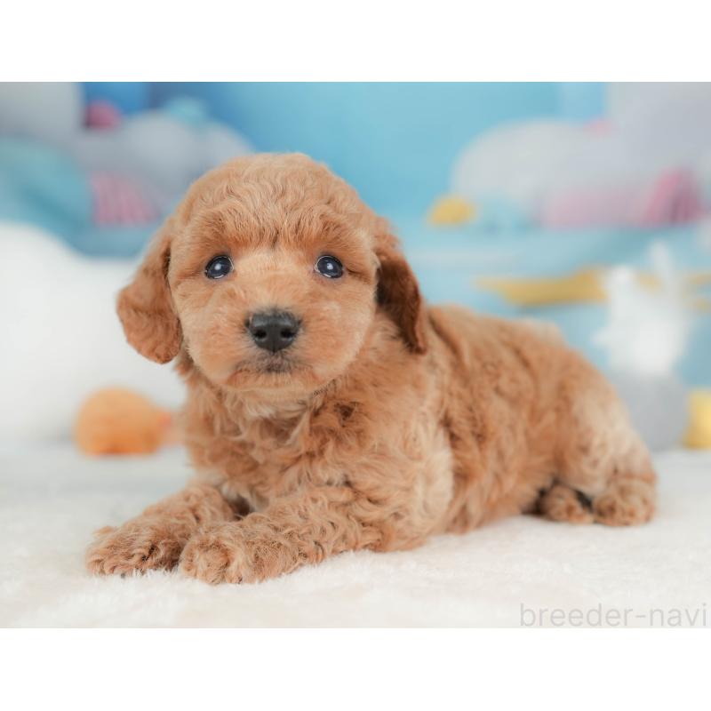 販売中ののトイプードル-436557