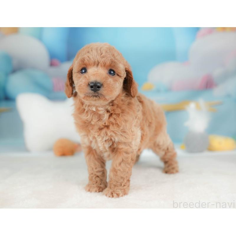 販売中の栃木県のトイプードル-436557の9枚目