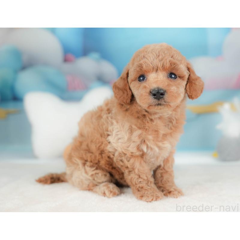 販売中の栃木県のトイプードル-436557の7枚目