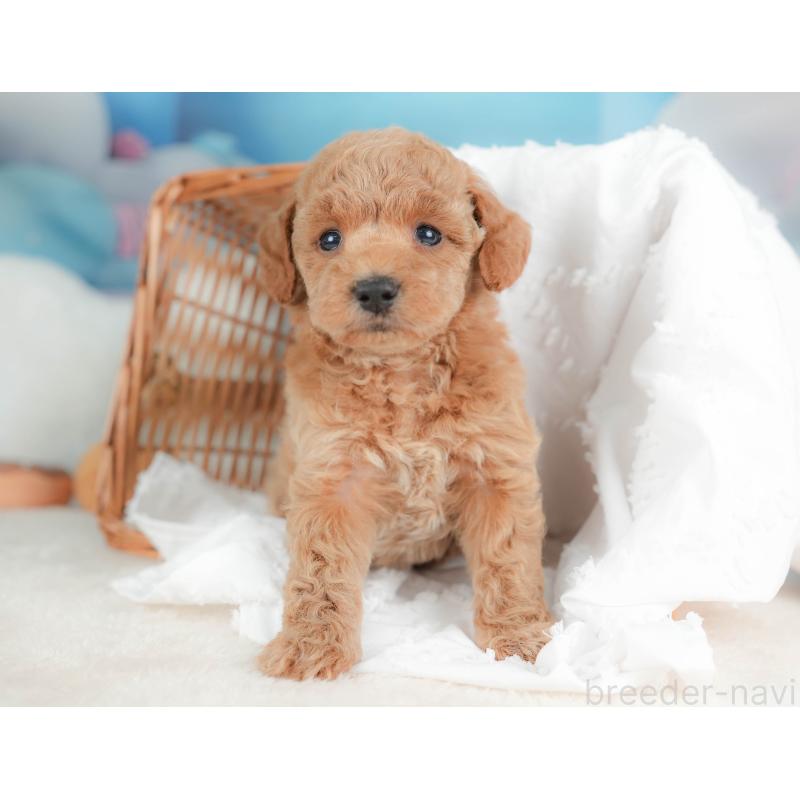 販売中の栃木県のトイプードル-436557の5枚目