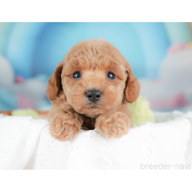 販売中の栃木県のトイプードル-436557の4枚目