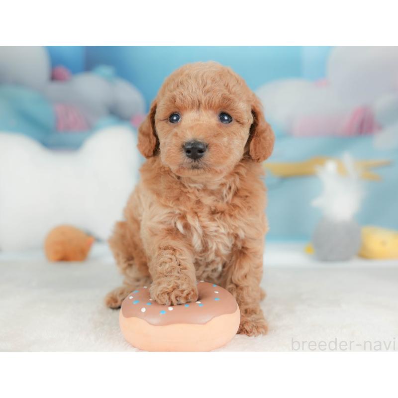 販売中の栃木県のトイプードル-436557の3枚目