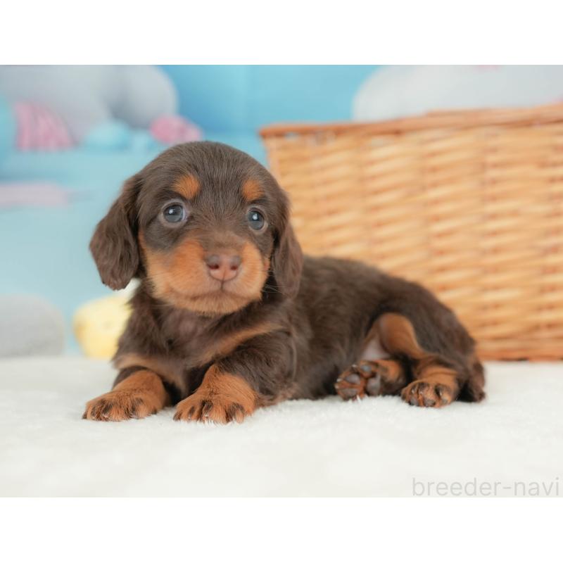 販売中の栃木県のカニンヘンダックスフンド(ロングヘアード)-436794の11枚目