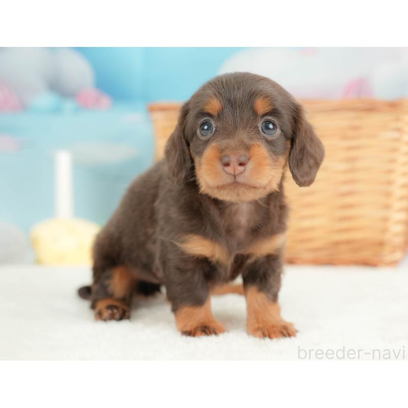 販売中の栃木県のカニンヘンダックスフンド(ロングヘアード)-436794の10枚目