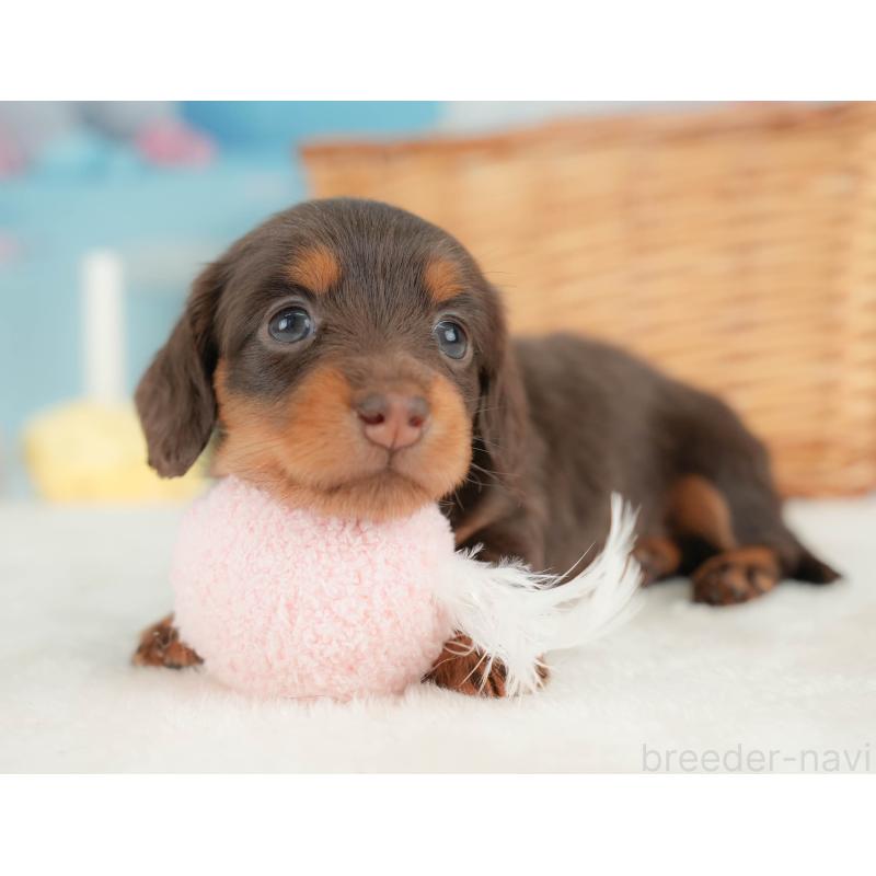 販売中の栃木県のカニンヘンダックスフンド(ロングヘアード)-436794の9枚目