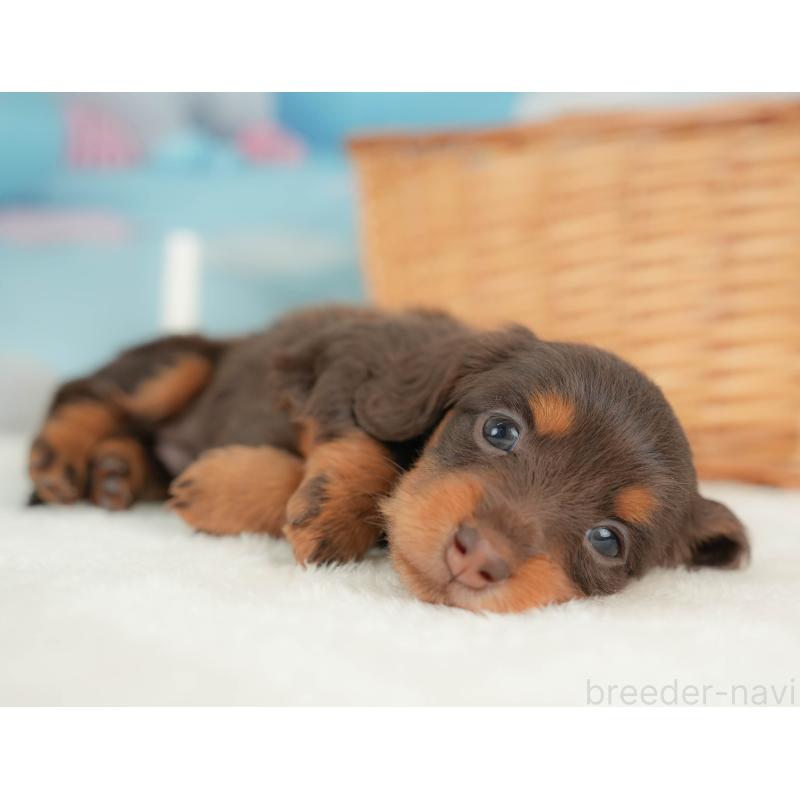 販売中の栃木県のカニンヘンダックスフンド(ロングヘアード)-436794の8枚目