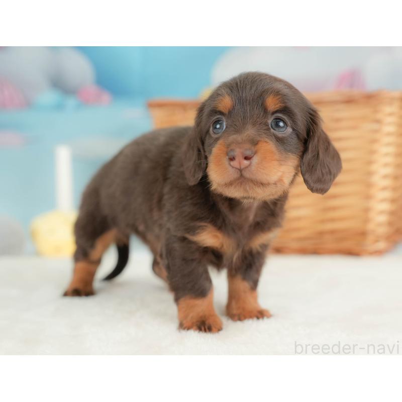 販売中の栃木県のカニンヘンダックスフンド(ロングヘアード)-436794の7枚目