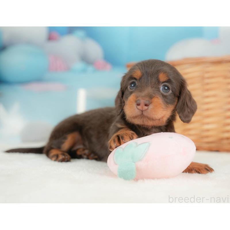 販売中の栃木県のカニンヘンダックスフンド(ロングヘアード)-436794の5枚目