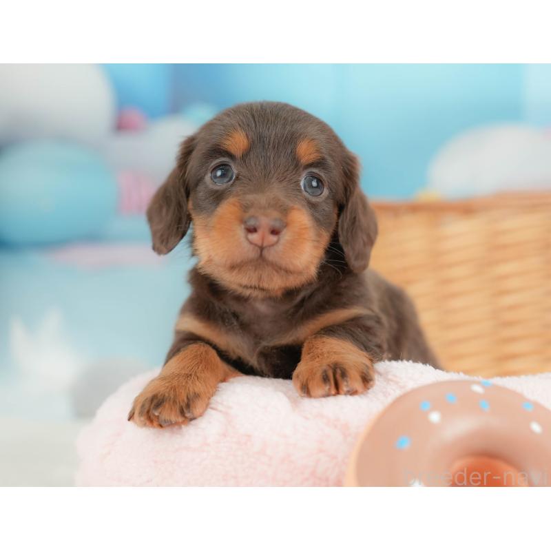 販売中の栃木県のカニンヘンダックスフンド(ロングヘアード)-436794の4枚目