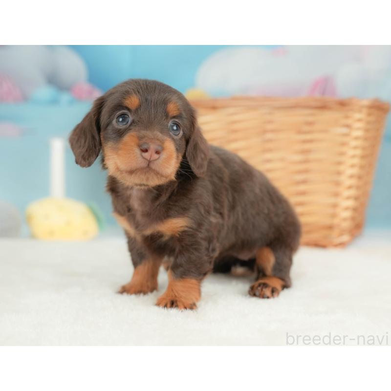 販売中の栃木県のカニンヘンダックスフンド(ロングヘアード)-436794の3枚目