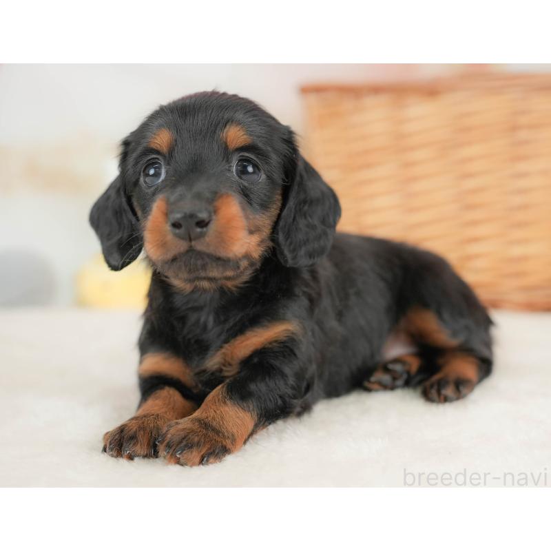 販売中の栃木県のカニンヘンダックスフンド(ロングヘアード)-436793の1枚目