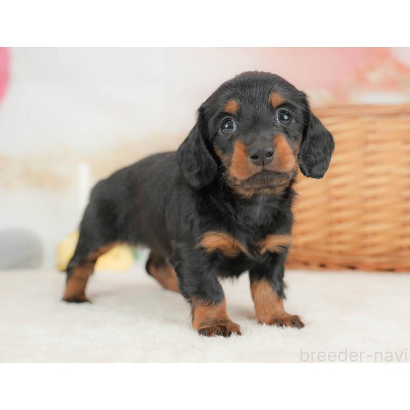 販売中の栃木県のカニンヘンダックスフンド(ロングヘアード)-436793の11枚目