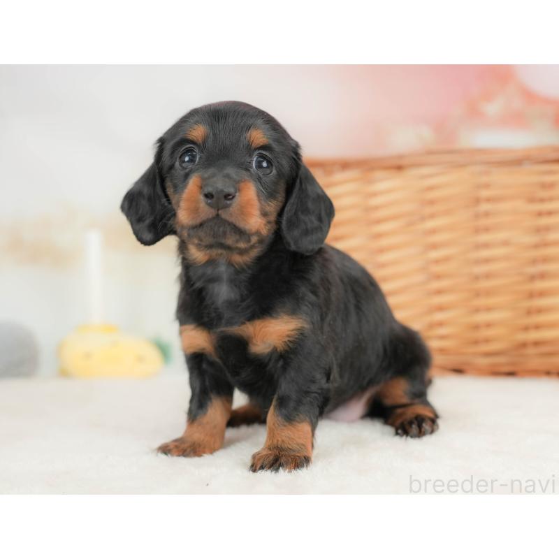 販売中の栃木県のカニンヘンダックスフンド(ロングヘアード)-436793の7枚目